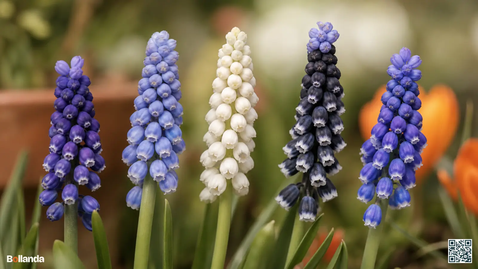 Verschillende soorten druifhyacint naast elkaar met blauwe, witte en bijna-zwarte trossen in een voorjaarsborder.
