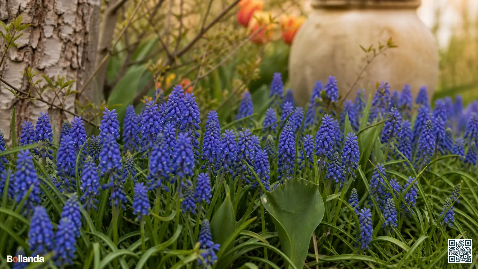 Dicht tapijt van blauwe druifjes (muscari) in volle bloei in een voorjaarsborder met zacht groen blad.