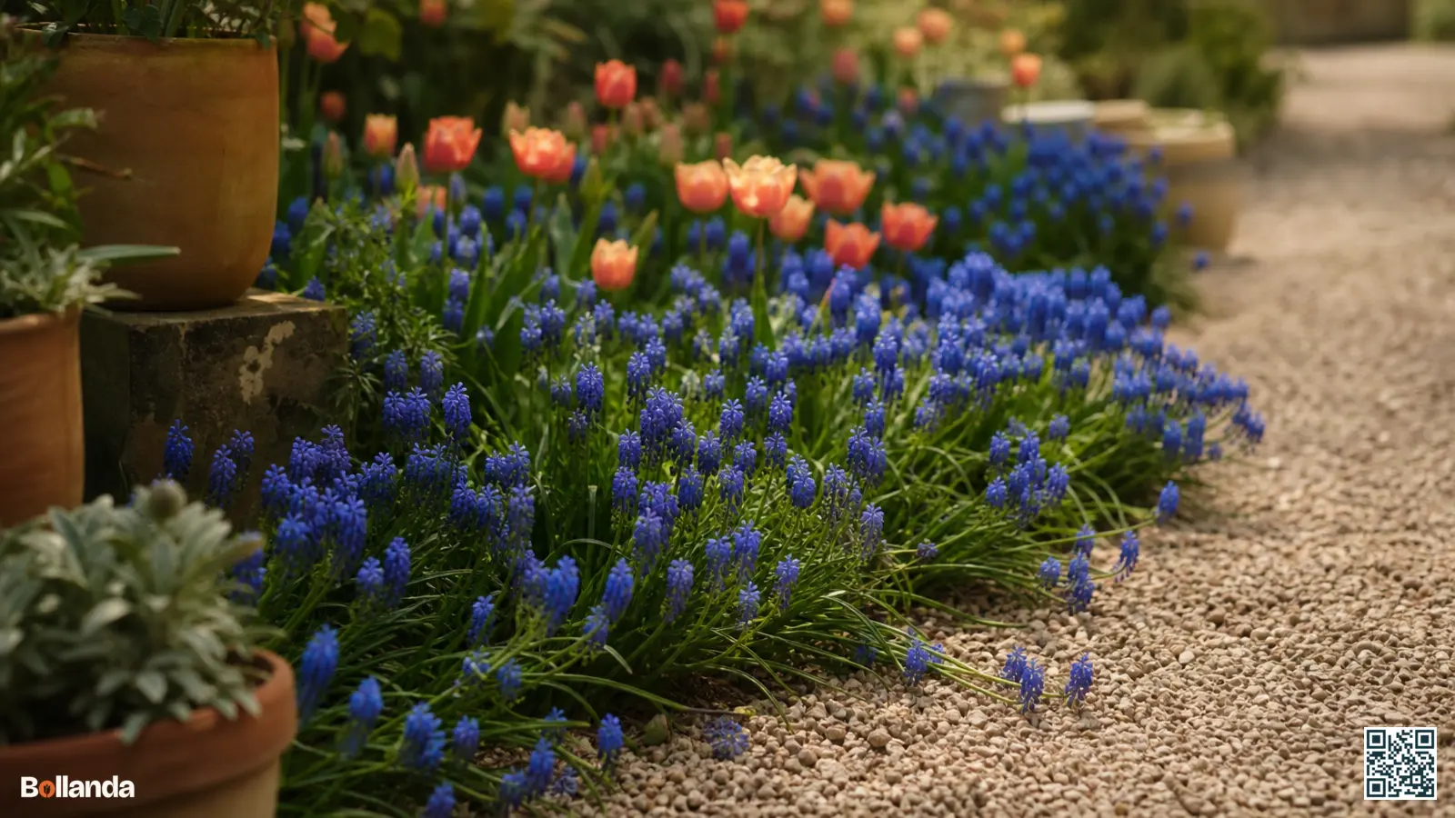 Dicht tapijt blauwe druifjes dat sterk uitbreidt in een tuinborder en over de rand groeit.