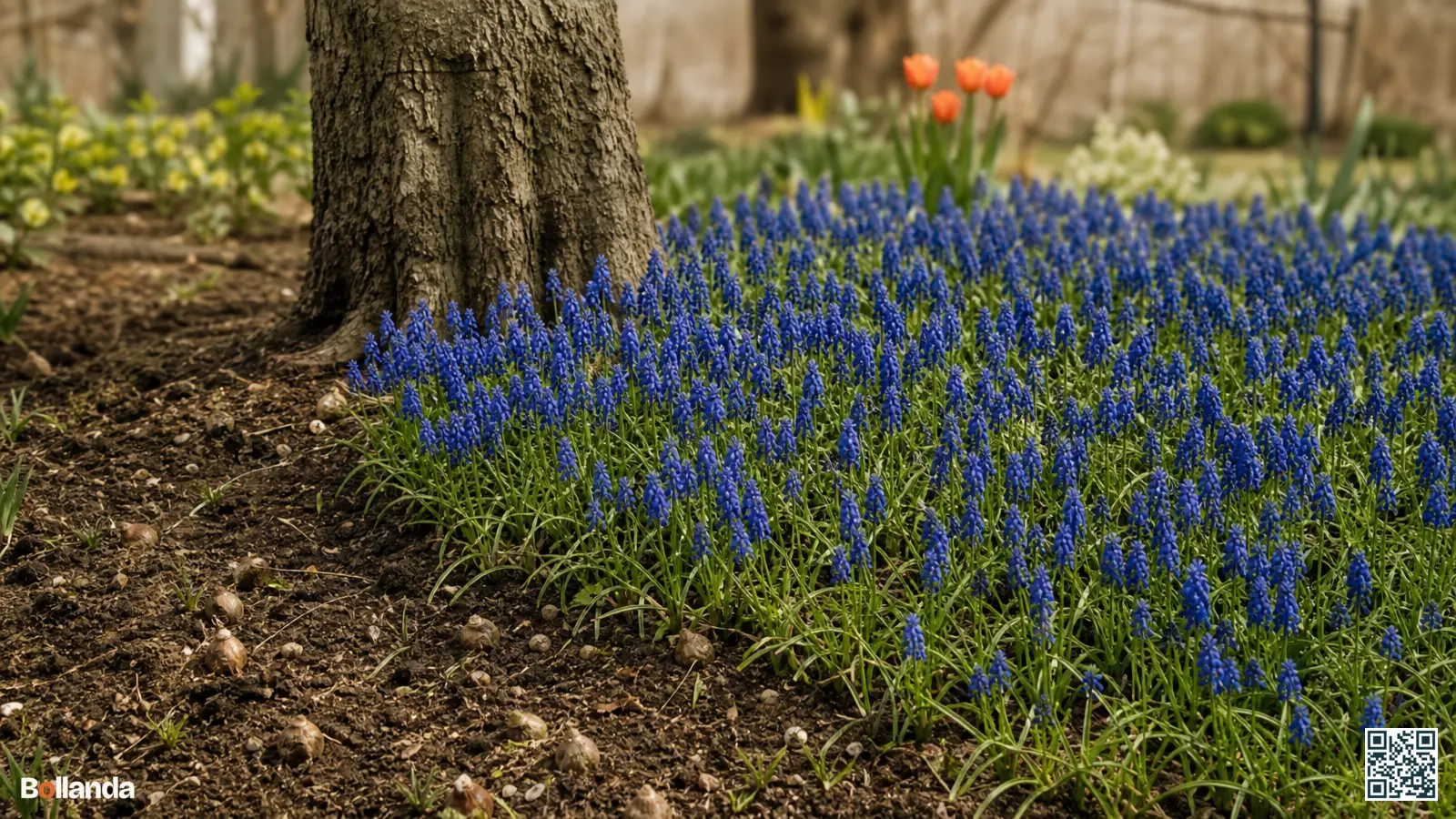 Dicht blauw tapijt van verwilderde druifhyacinten onder een kale boom in het vroege voorjaar.