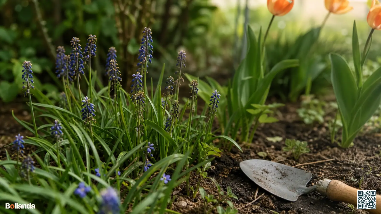 Uitgebloeide blauwe druifjes met groene bladeren in een voorjaarsborder, klaar om verzorgd te worden na de bloei.