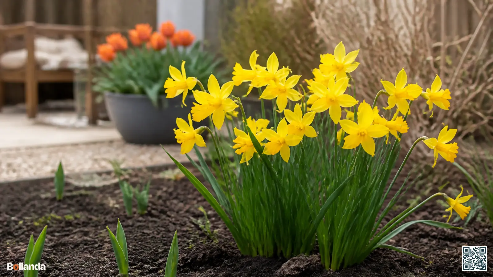 Vroege gele cyclamineus narcissen met teruggeslagen bloembladeren in de voorrand van een Nederlandse border.