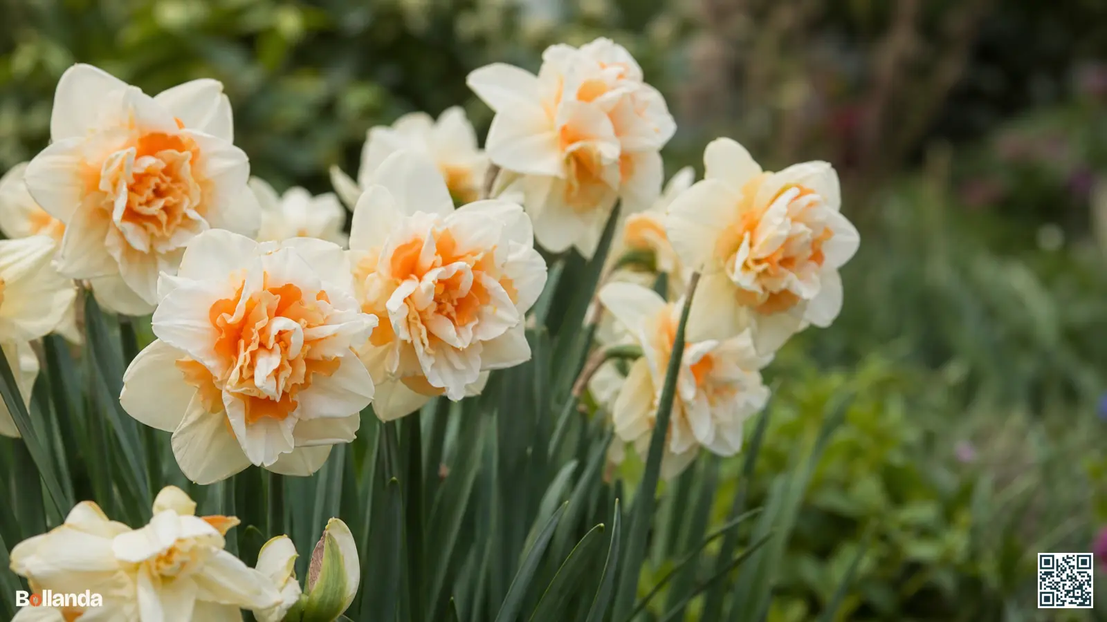 Gevulde dubbele narcissen met room-oranje bloemblaadjes in bloei in een voorjaarsborder met groen blad op de achtergrond.