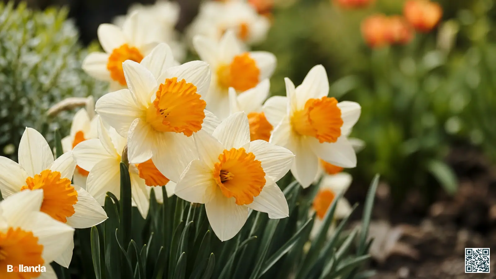 Grootkronige narcissen met roomwitte bloembladeren en brede oranje kroon bloeien in een voorjaarsborder.