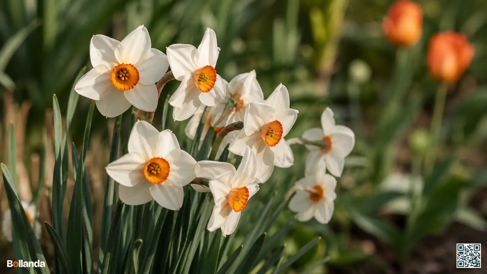 Close-up van kleinkronige narcissen met witte bloembladeren en een klein rood gerand oog in een voorjaarsborder.