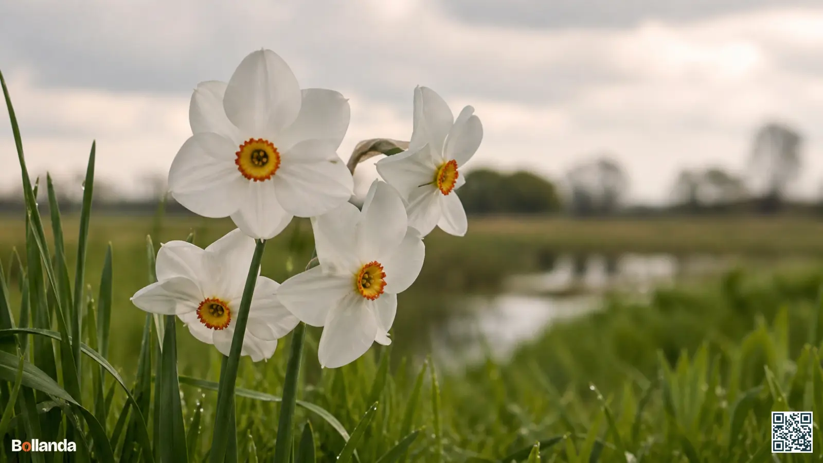 Witte dichternarcissen met klein rood gerand oog bloeiend in een vochtige voorjaarsweide in zacht licht.