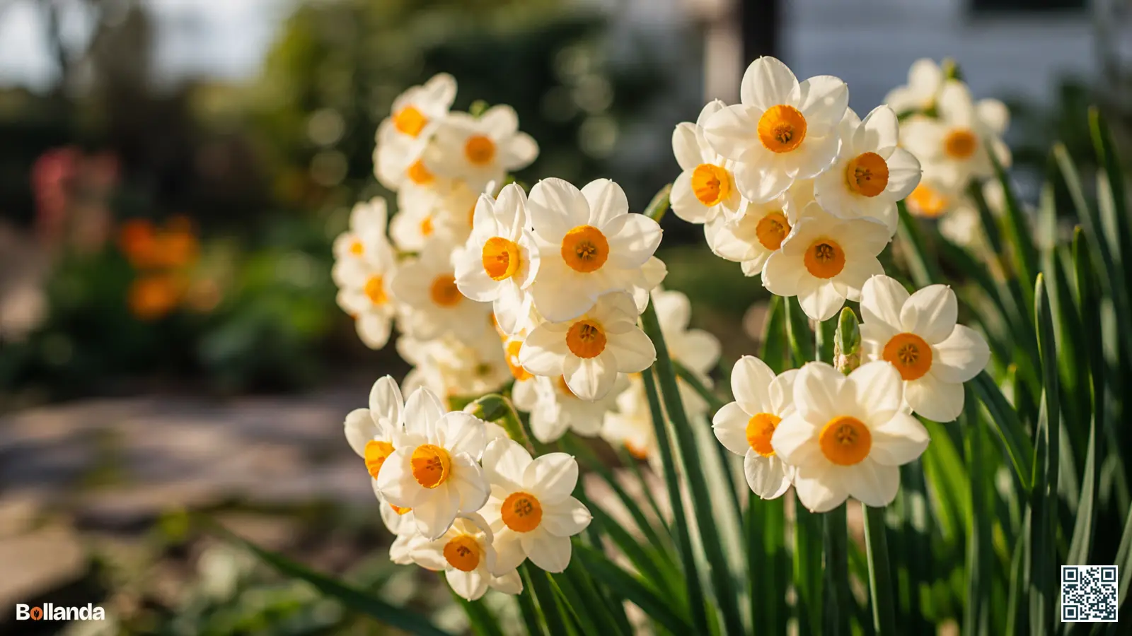 Trossen room-witte tazetta narcissen met oranje hart in een zonnige voorjaarsborder, kenmerkend voor divisie acht.
