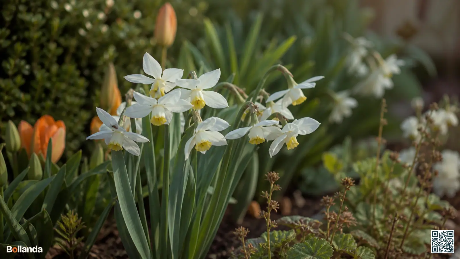 Witte Triandrus narcissen met knikkende bloemen en teruggeslagen bloembladeren aan de voorrand van een voorjaarsborder.