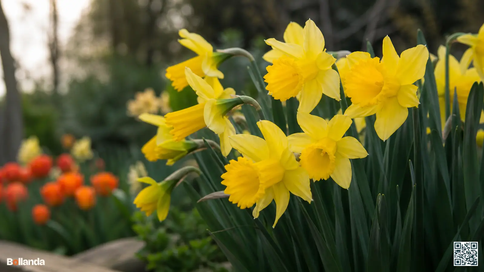 Klassieke gele trompetnarcissen met lange trompet in bloei in een Nederlandse voorjaarsborder met groen blad.