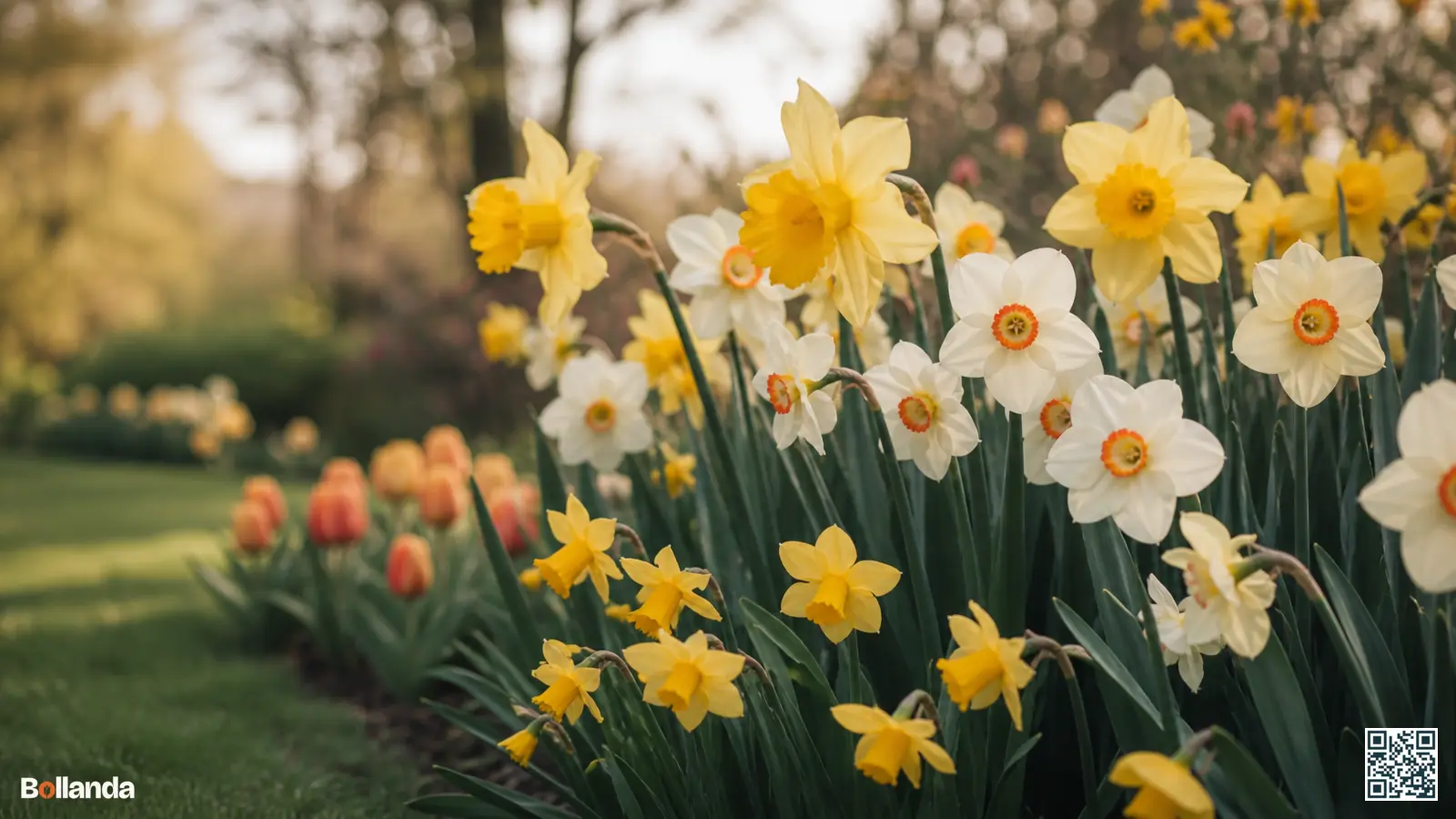 Voorjaarsborder met verschillende soorten narcissen, van gele trompetnarcissen tot witte dichternarcissen en compacte cyclamineus narcissen.