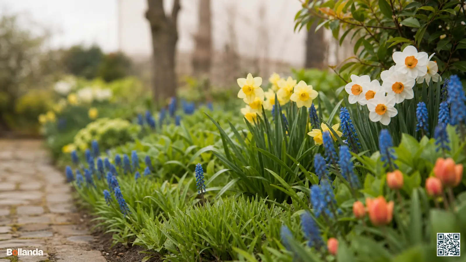 Gele en witte narcissen gecombineerd met blauwe druifjes in een zonnige voorjaarsborder met uitlopende vaste planten.