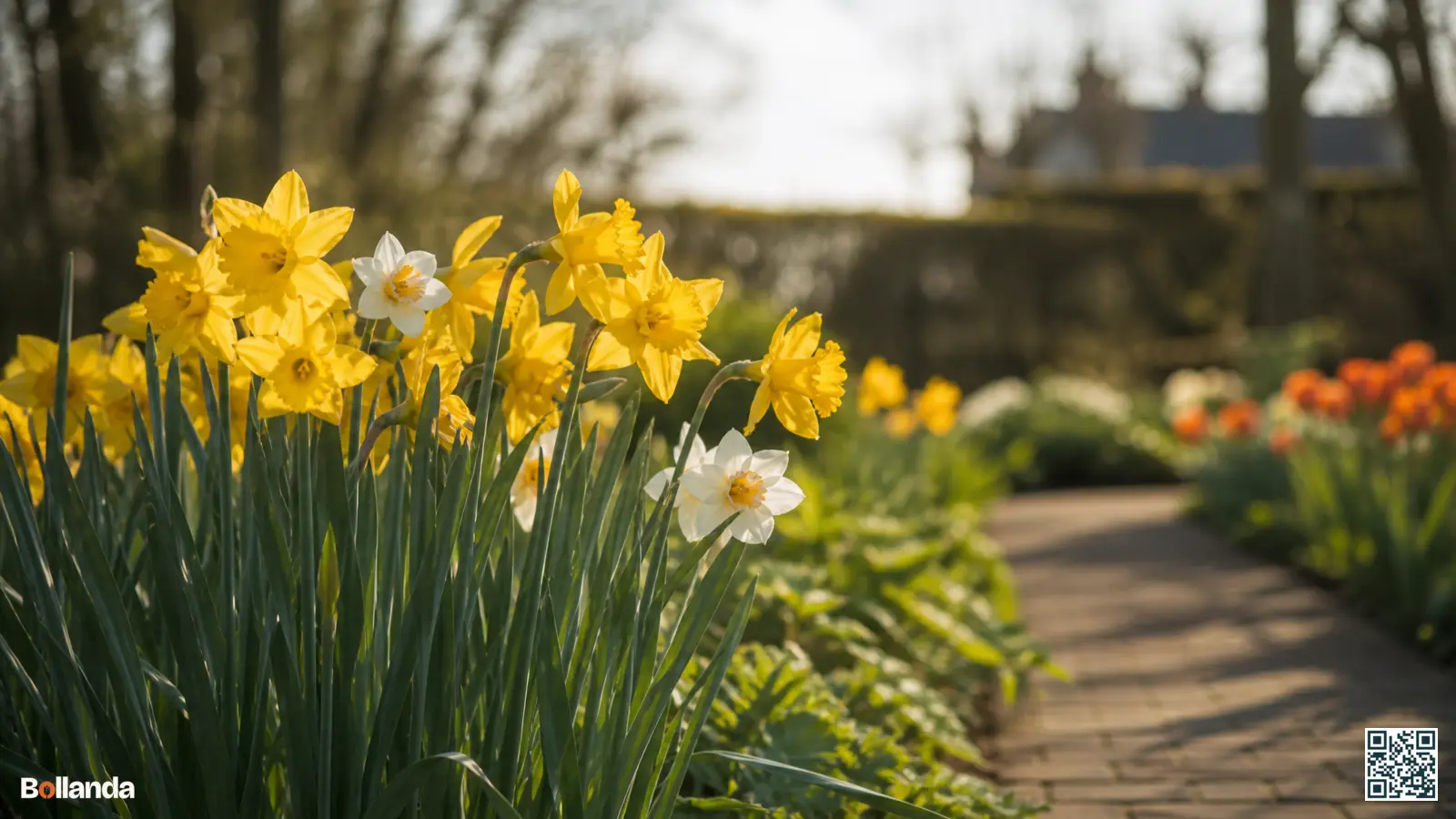 Groep helder gele narcissen in volle bloei in een Nederlandse voorjaarsborder met enkele witte narcissen ertussen.