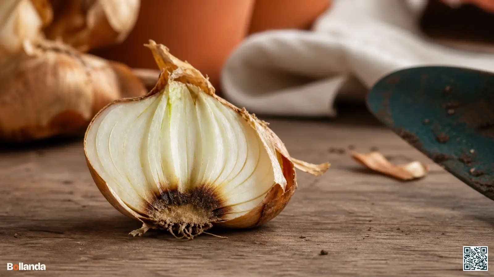 Doorgesneden narcisbol op een werkbank met een verkleurde, aangetaste bolbodem en droge bruine bolhuiden.