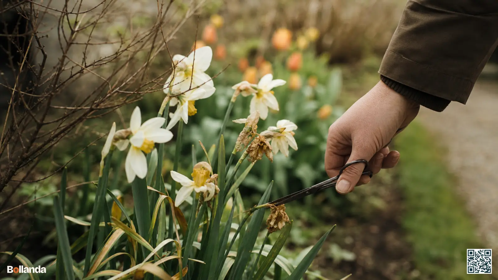 Tuiniershand knipt uitgebloeide narcis af terwijl het vergelende loof in de voorjaarsborder blijft staan.