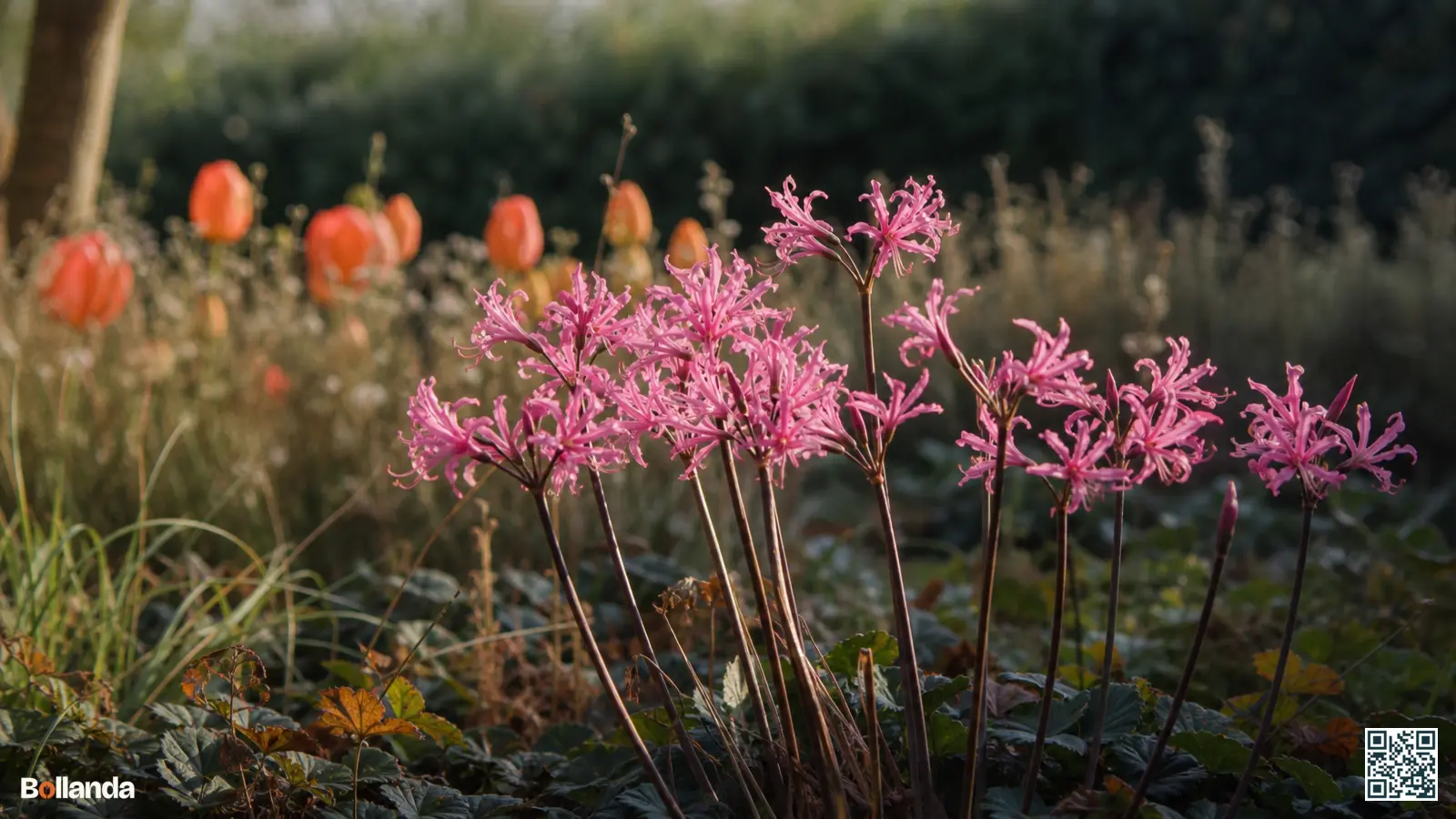 Roze nerine bowdenii in volle bloei in een herfsttuin, met golvende bloemblaadjes en kale stelen boven afstervend blad.