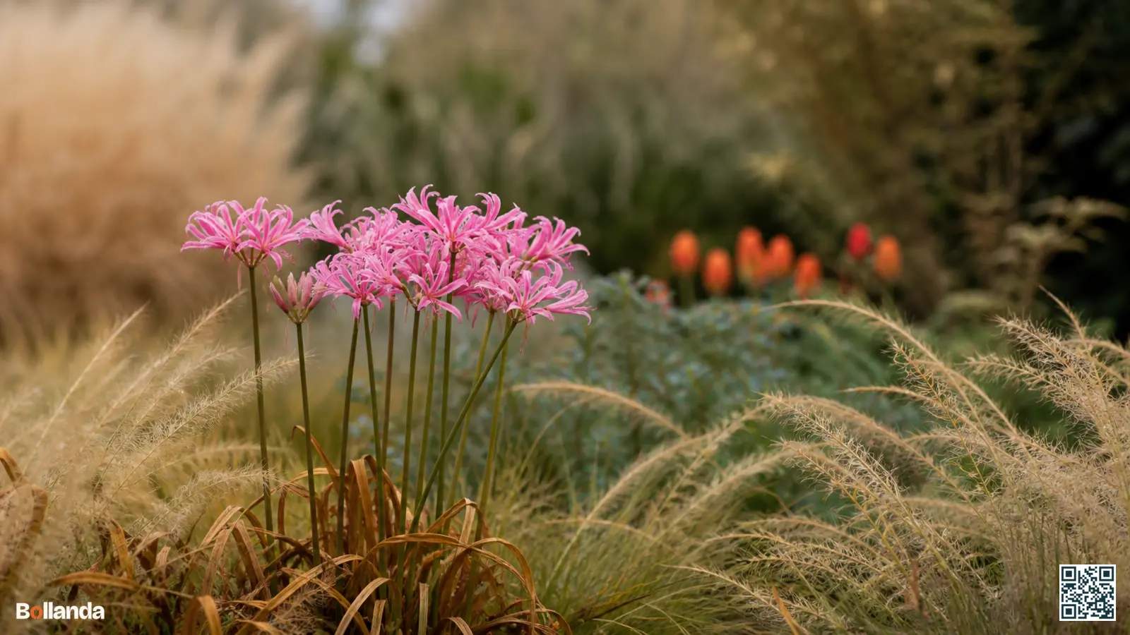 Helroze nerine bloeit op kale stelen tussen siergrassen in een zonnige Nederlandse herfstborder.