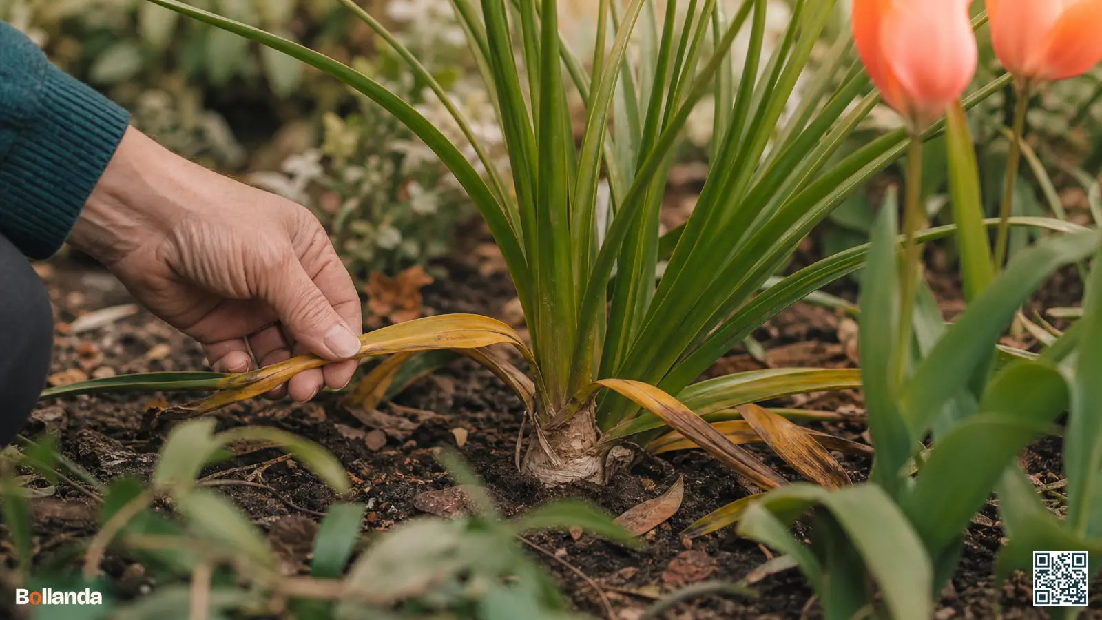 Close-up van een nerine met gele en bruine bladeren waarvan een tuinier de bladbasis controleert in de border.