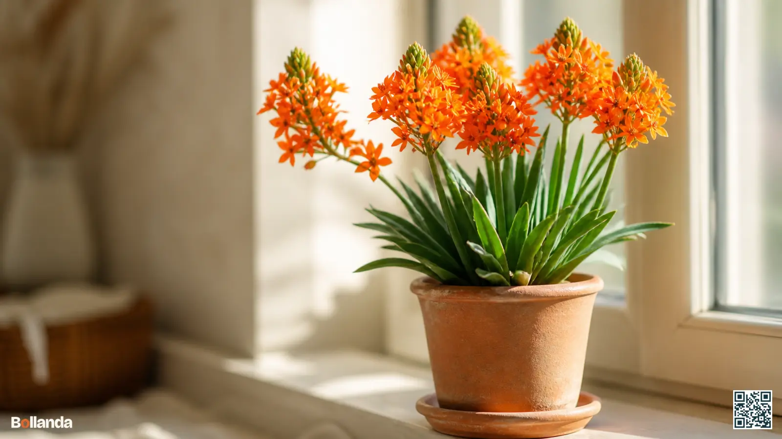 Oranje vogelmelk met felle stervormige bloemen in een pot op een lichte vensterbank in huis.