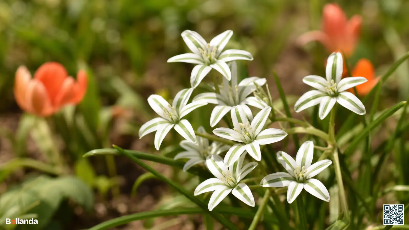 Close-up van gewone vogelmelk met witte stervormige bloemen en groene streep, geopend in volle voorjaarszon.