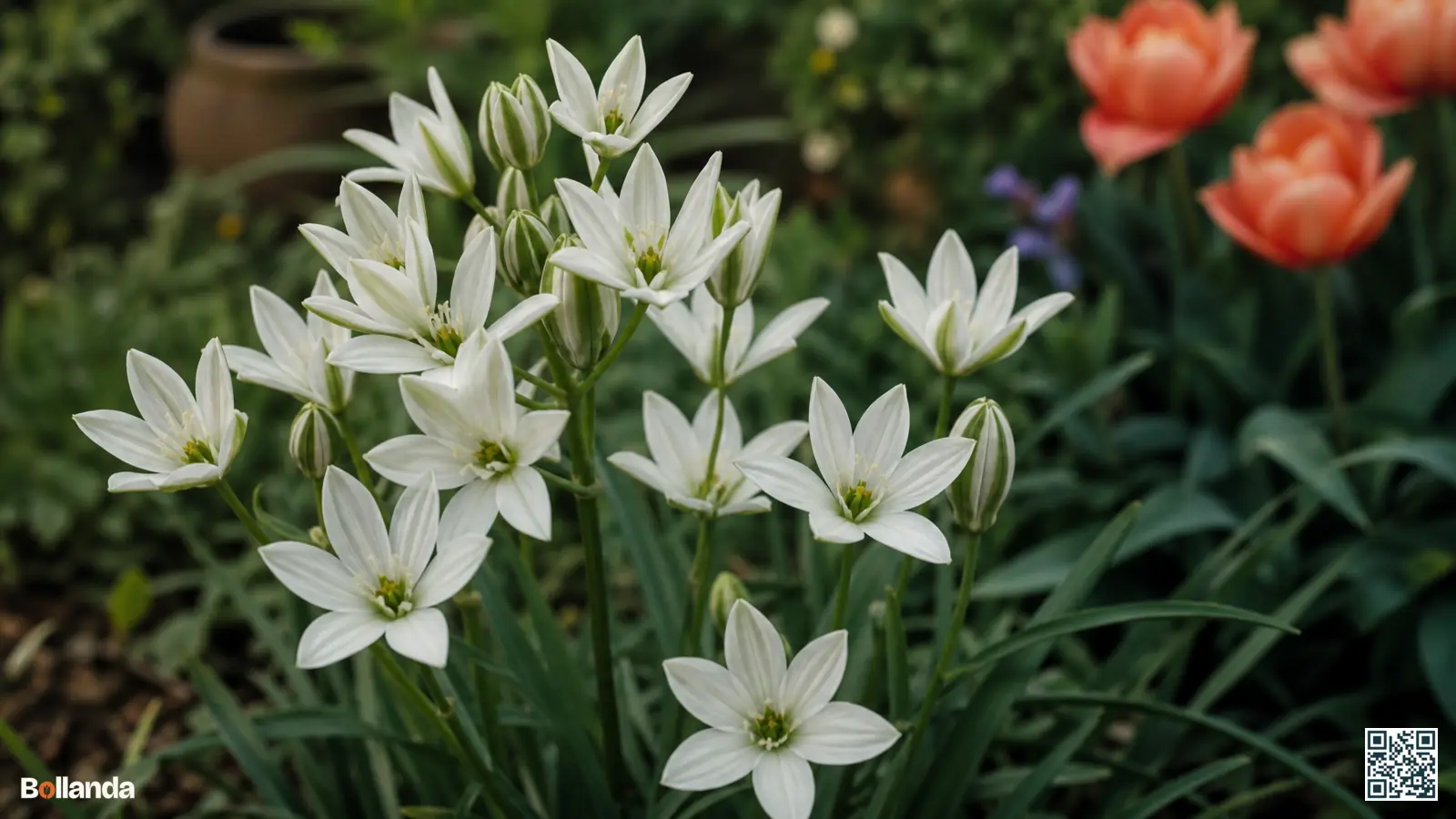 Witte stervormige bloemen van gewone vogelmelk met groene streep bloeien in een Nederlandse tuinborder.