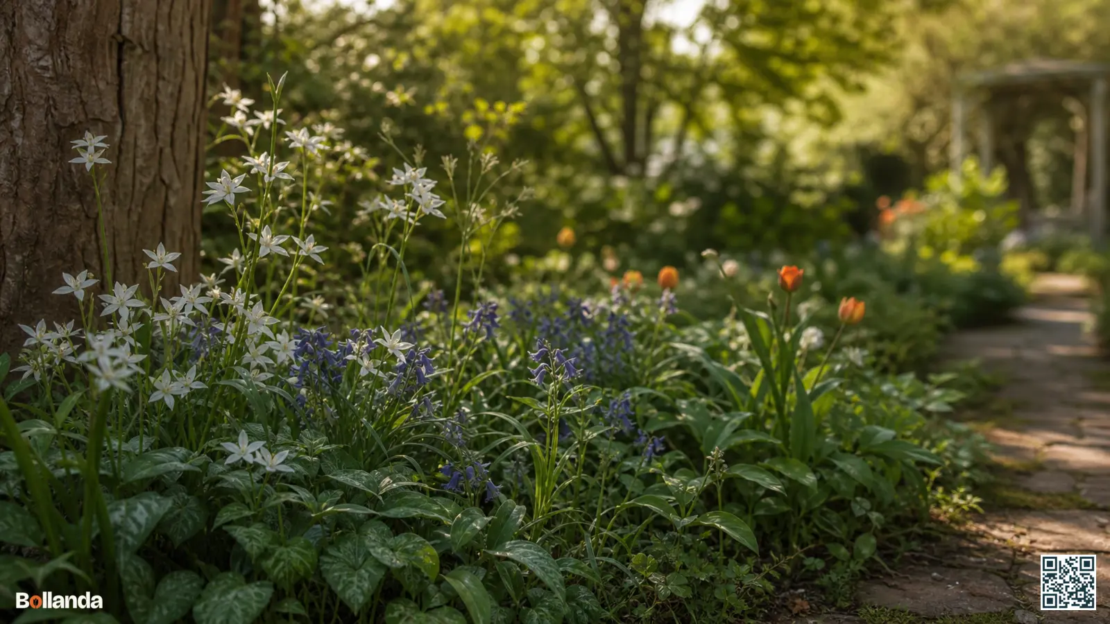 Witte vogelmelk gecombineerd met blauwe voorjaarsbloeiers in een halfschaduwrijke stinzenhoek onder loofbomen.
