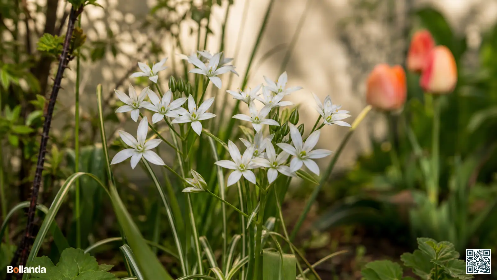 Close-up van witte sterbloemen van gewone vogelmelk met groene streep en smal blad in een tuinborder.