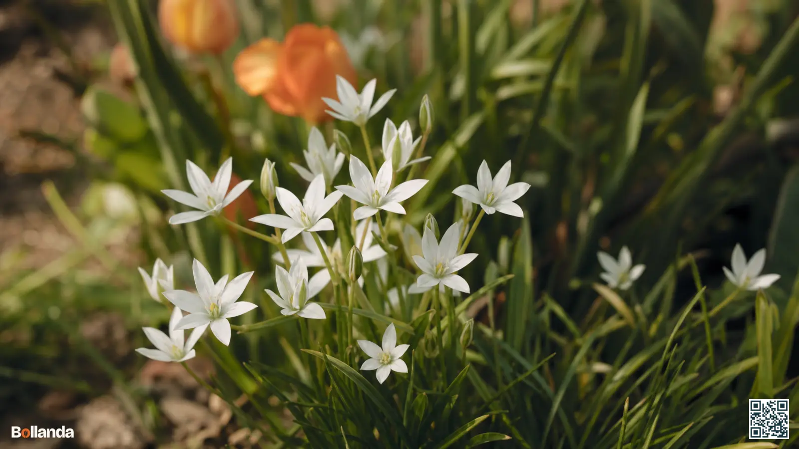 Witte stervormige bloemen van gewone vogelmelk bloeien in een natuurlijke voorjaarsborder met groene stengels en gras.