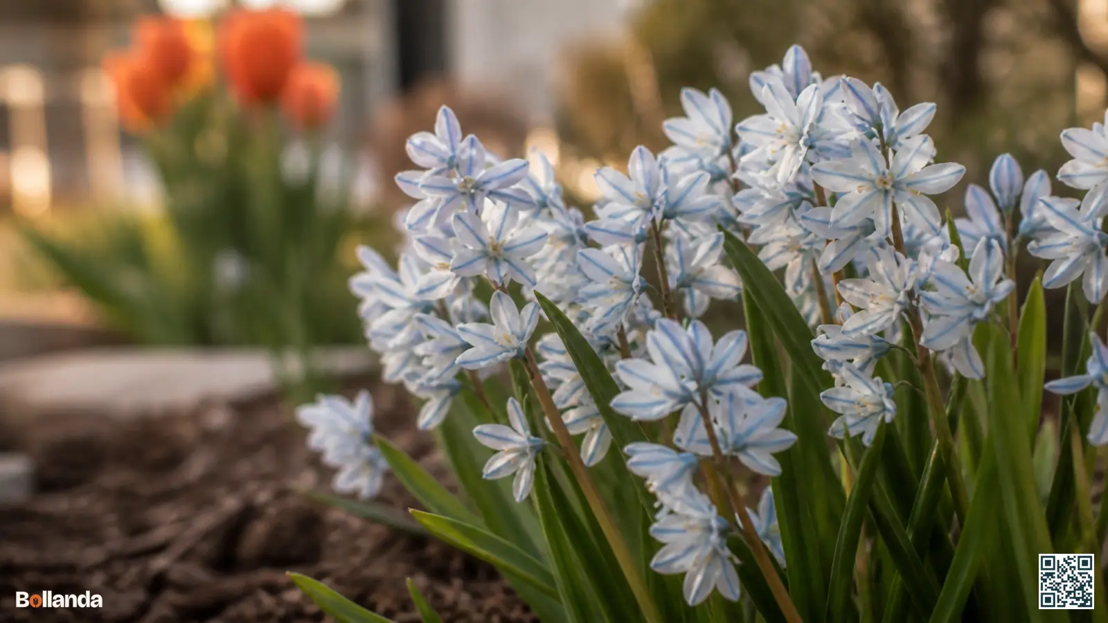 Close-up van bloeiende puschkinia met porseleinblauwe stervormige bloemen en de kenmerkende donkerblauwe middenstreep op elk bloemblad.