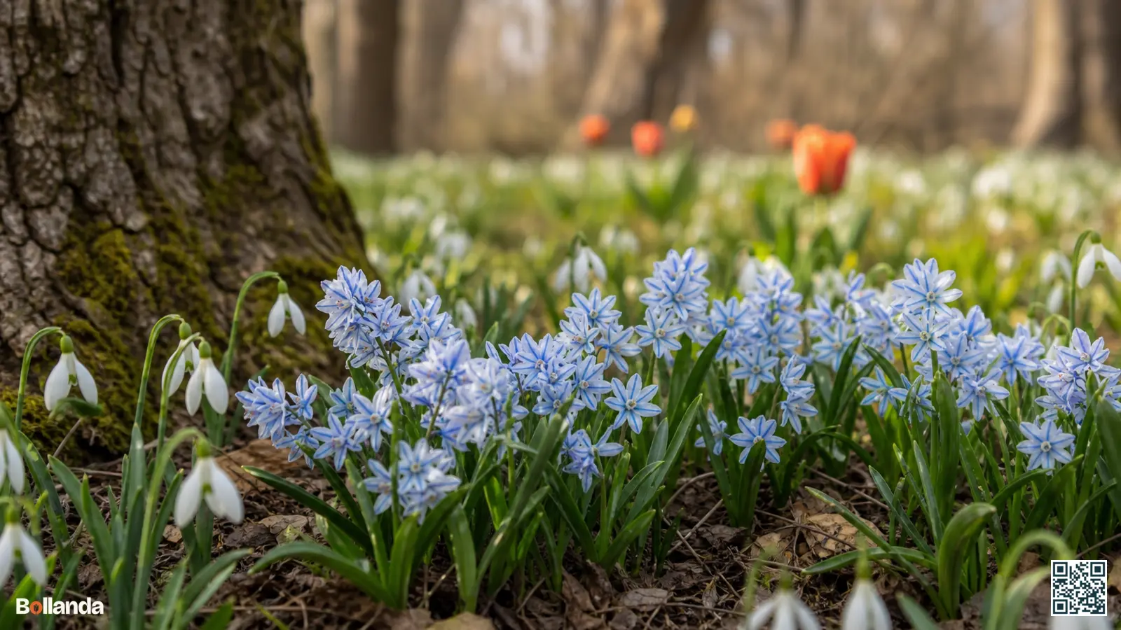 IJsblauwe puschkinia met donkerblauwe streep tussen witte sneeuwklokjes onder een kale boom in het vroege voorjaar.