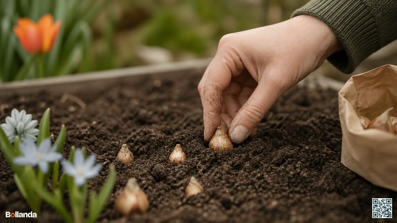 Kleine puschkinia bollen worden ondiep in donkere herfstgrond geplant door een tuinier met de punt naar boven.