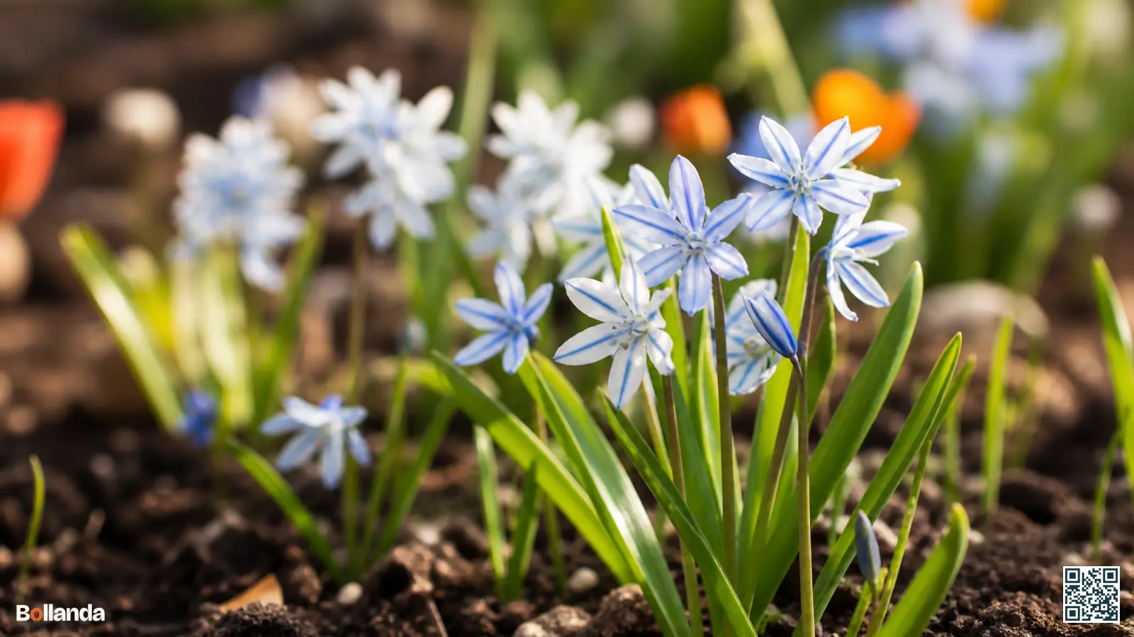 Gezonde puschkinia met ijsblauwe stervormige bloemen en donkerblauwe middenstreep boven fris groen blad in voorjaarstuin.