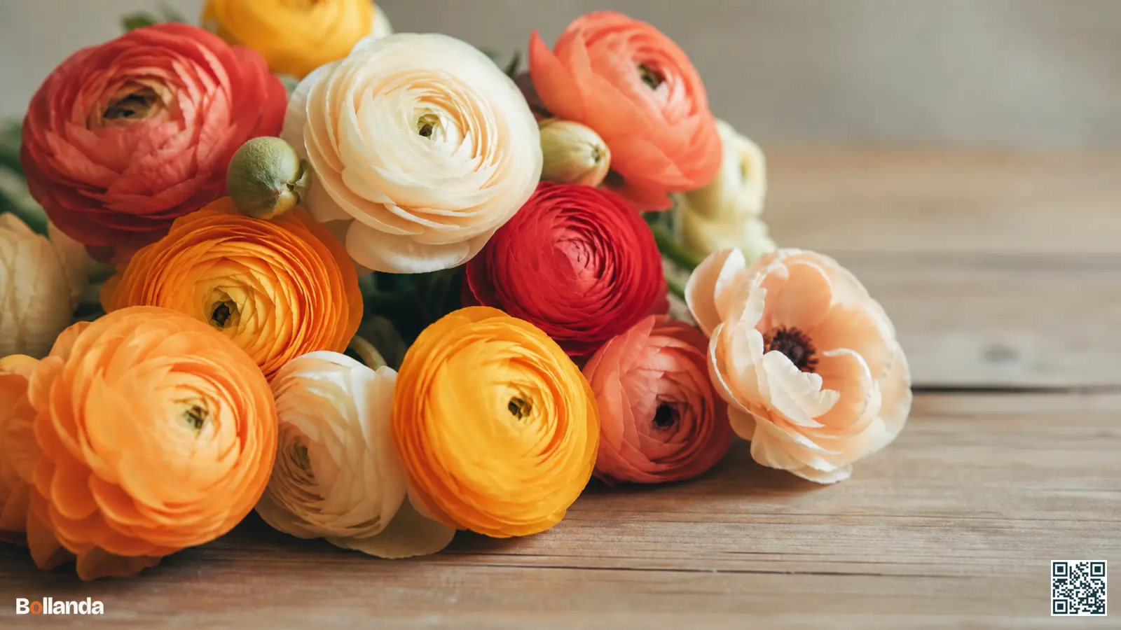 Verschillende ranonkels in wit, roze, oranje en rood met gevulde en halfgevulde bloemvormen op een houten ondergrond.