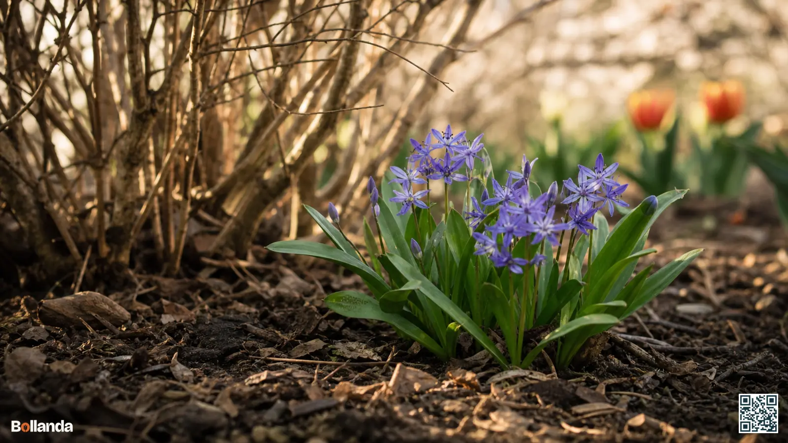 Opgerichte violet-blauwe stervormige bloemen van Scilla bifolia in bloei onder kale struiken in een voorjaarstuin.