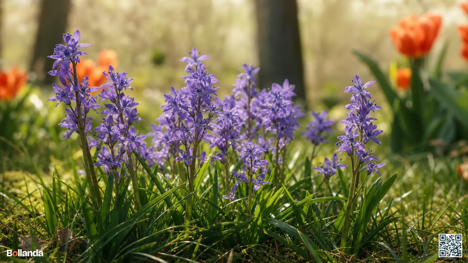 Dichte amethyst-violette bloemaren van de weidehyacint Scilla litardierei in een zonnige grazige tuin in mei.