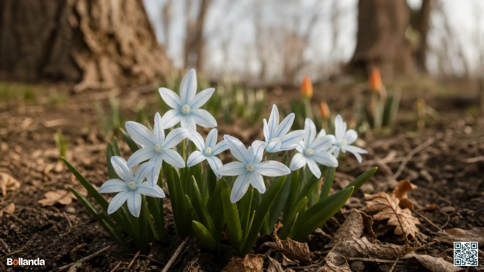 Close-up van ijsblauwe Scilla mischtschenkoana bloemen met blauwe middenstreep in een vroege voorjaarstuin onder kale bomen.