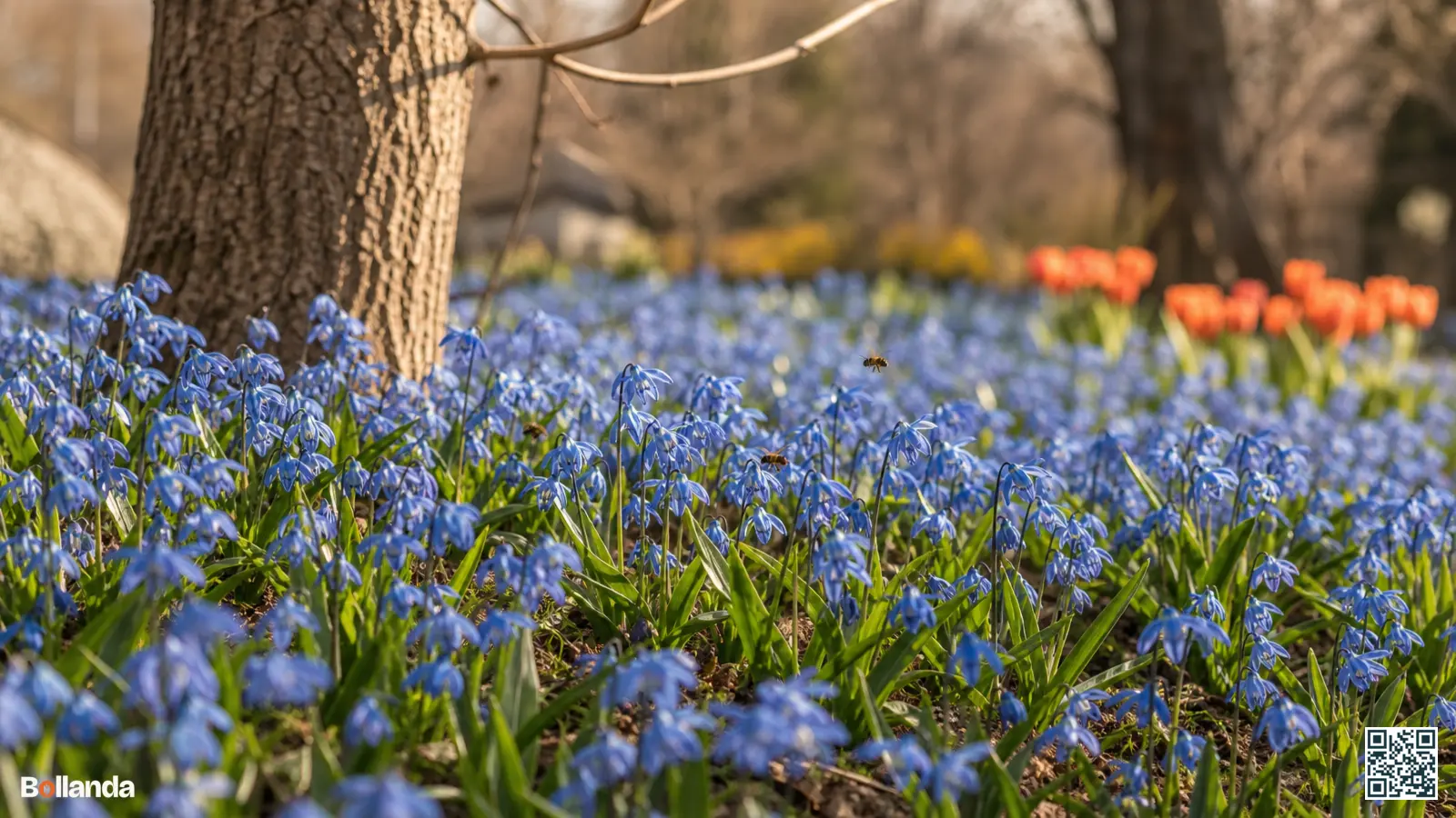 Dicht blauw tapijt van bloeiende Scilla siberica met knikkende bloemen onder een kale boom in het vroege voorjaar.