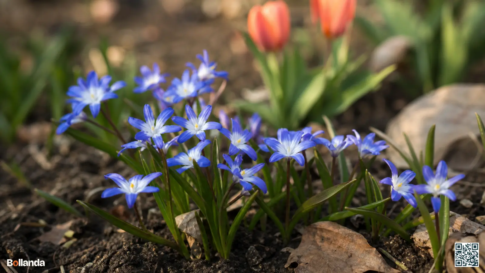 Close-up van sneeuwroem met open blauwe sterbloemen en een opvallend wit hart in de voorjaarsborder.