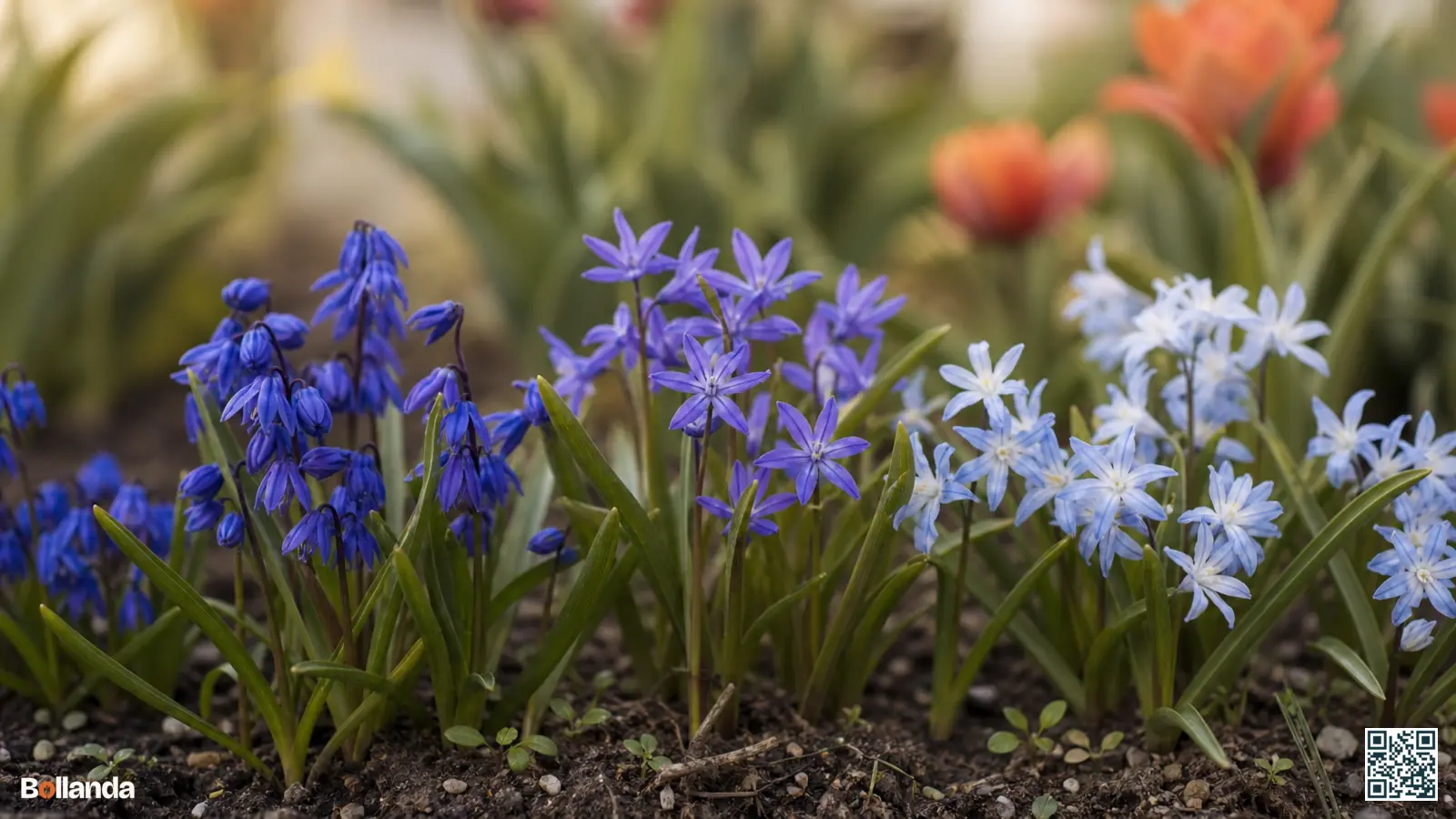 Verschillende sterhyacint-soorten in bloei naast elkaar, met diepblauwe, violet-blauwe en ijsblauwe bloemen in een voorjaarstuin.