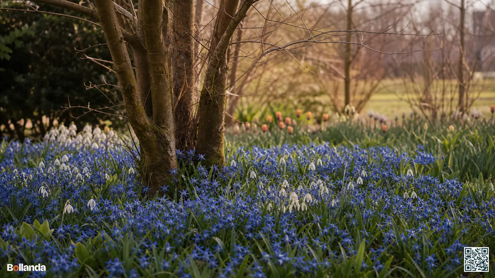 Blauw tapijt van bloeiende sterhyacinten onder een kale boom met witte sneeuwklokjes in een voorjaarstuin.