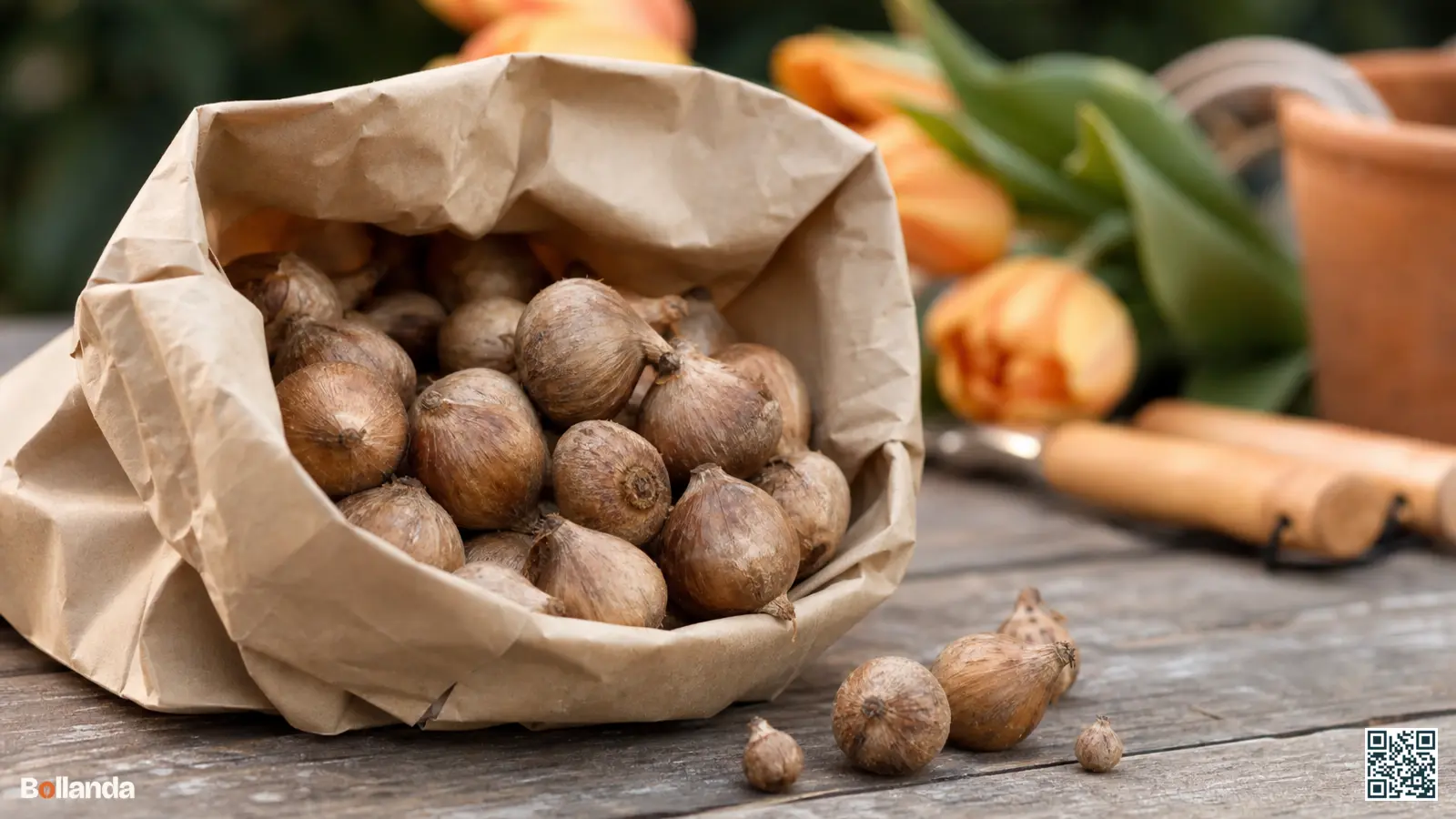 Close-up van stevige sterhyacintbollen in een neutrale papieren zak op een houten tuintafel, klaar om te kopen.