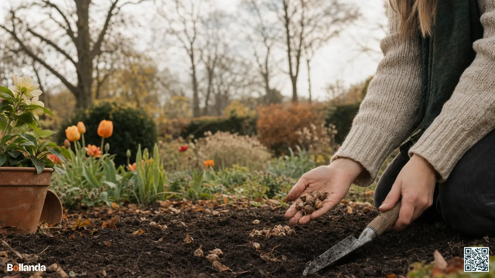 Een tuinier plant kleine sterhyacintbollen ondiep in de herfstgrond met een handschepje in een Nederlandse border.