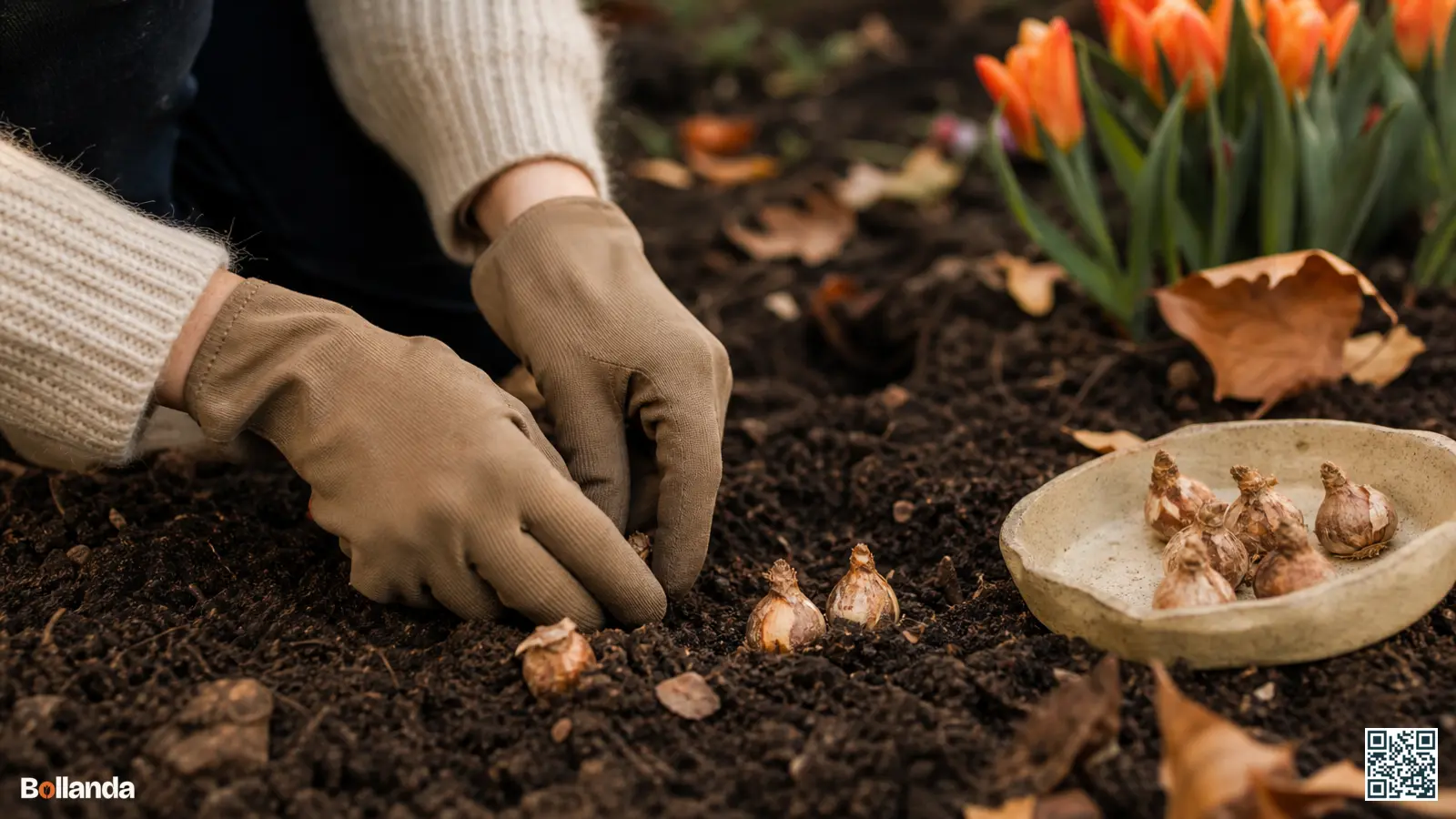 Handen met tuinhandschoenen planten kleine sterhyacintbollen in donkere herfstgrond, ter bescherming tegen het giftige sap.
