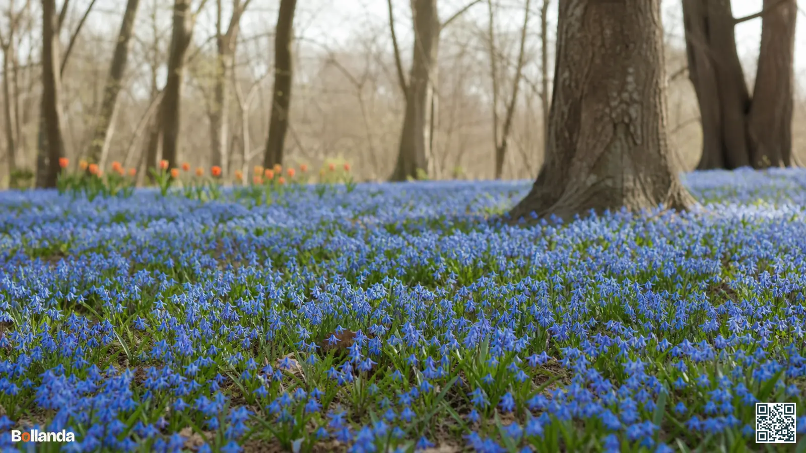 Dicht blauw tapijt van bloeiende sterhyacinten onder kale loofbomen in het vroege voorjaar in een Nederlandse tuin.