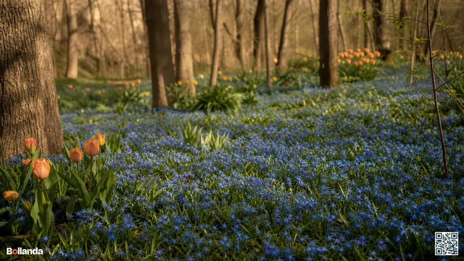 Dicht blauw tapijt van verwilderde sterhyacinten onder kale bomen in een voorjaarstuin in zacht licht.