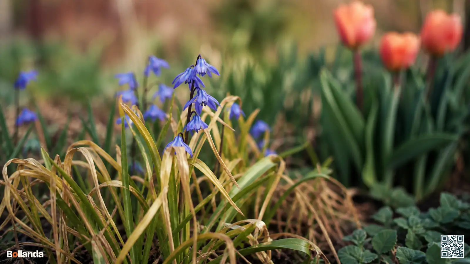 Uitgebloeide blauwe sterhyacinten met vergelend blad dat natuurlijk afsterft in een voorjaarsborder.