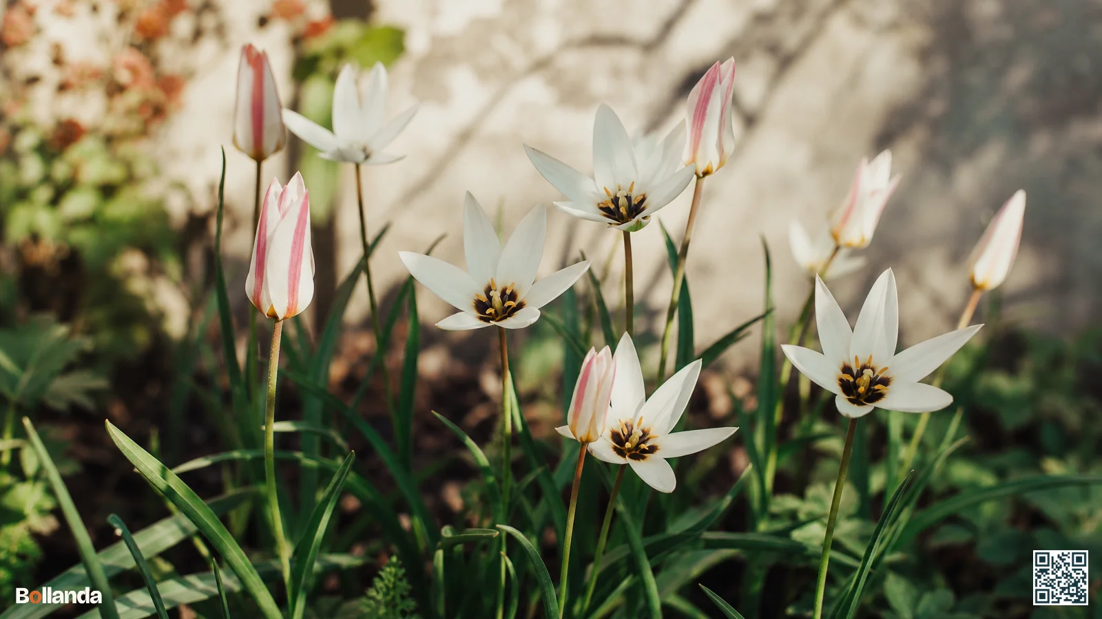 Slanke Tulipa clusiana bloemen in een zonnige tuinborder, deels gesloten met roze streep, deels open tot witte ster.