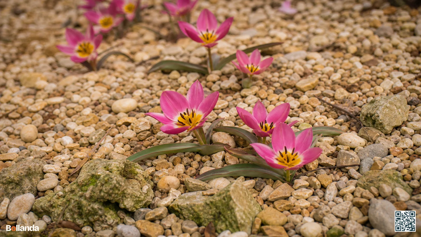 Lage magenta en roze Tulipa humilis bloemen met geel hart bloeien tussen stenen en grind in een rotstuin.