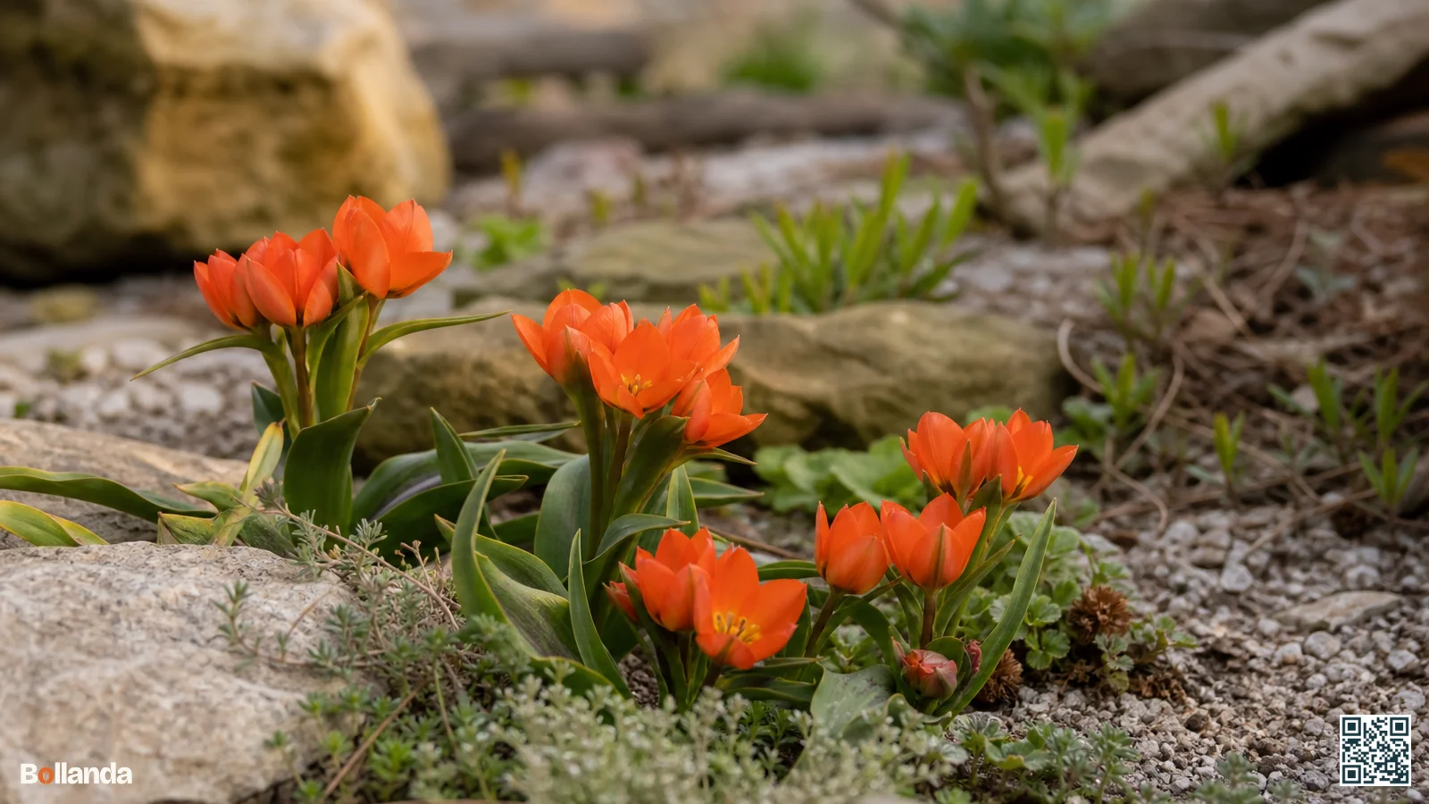 Groep lage Tulipa praestans planten met meerdere oranjerode bloemen per steel in een voorjaarsborder met stenen.
