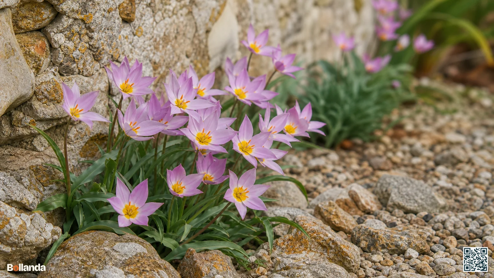Lilaroze Tulipa saxatilis bloemen met geel hart open in de zon tegen een stenen muur in een rotstuin.