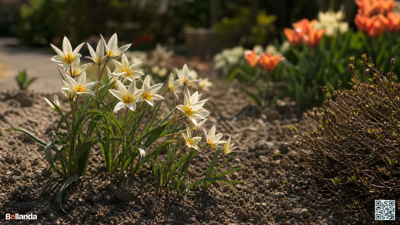 Meerdere lage crèmewitte stervormige tulpen met gele hart op één steel in een voorjaarsborder met droge grond.